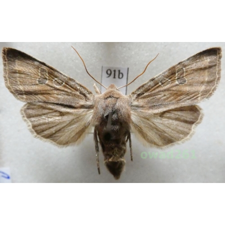 Orthosia incerta (Hufnagel, 1766) Czech91b